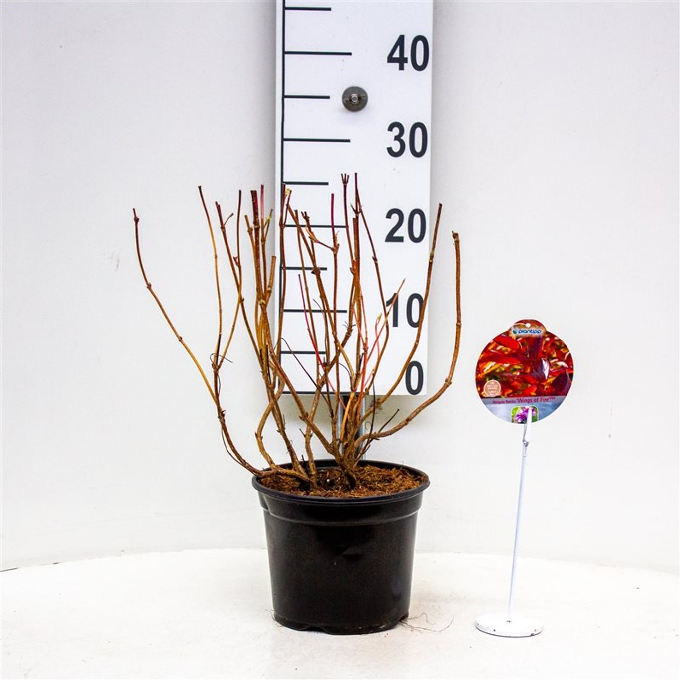 Praktweigela – Weigela 'Wings of Fire' - C3 30-40 CM